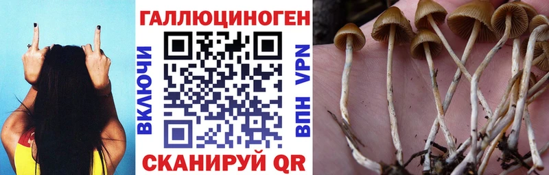 Псилоцибиновые грибы Psilocybe  Аркадак 